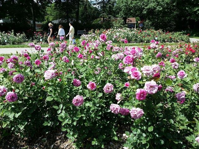 Columbus Park of Roses